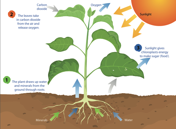 Phytosynthesis