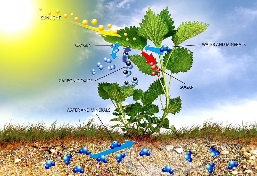 Photosynthesis