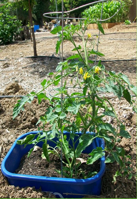 Tomato Planr with Compost Solutions' Compost