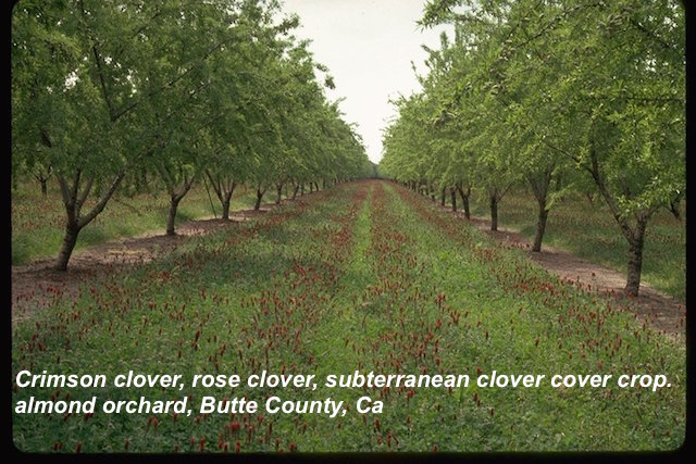 Orchard Cover Crop