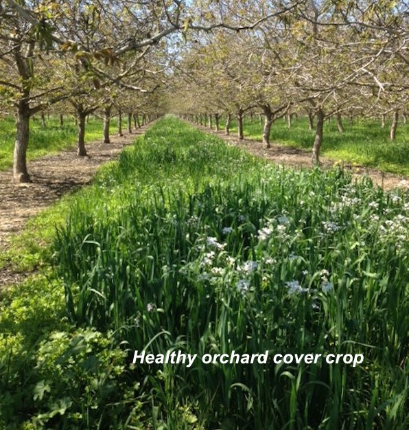 Orchard Cover Crop