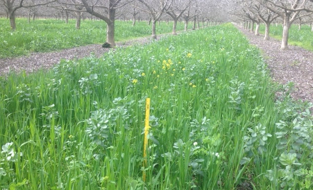 Cover crop Mid Season with Nitrogen and Compost application