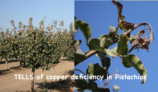 Copper Deficiency TELL in Pistachios