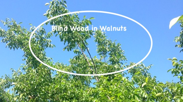 Blind Wood in Walnuts