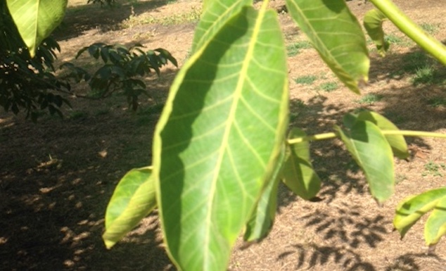 Boat Shaped Walnut Leaves