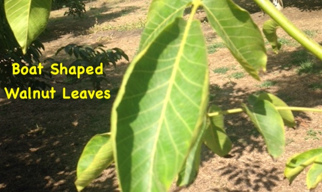 Boat Shaped Walnut Leaves